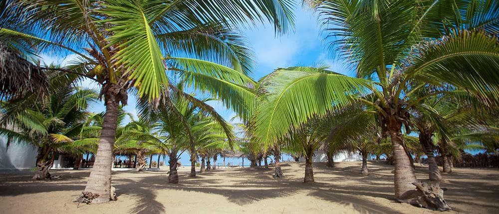 Dolphin Beach