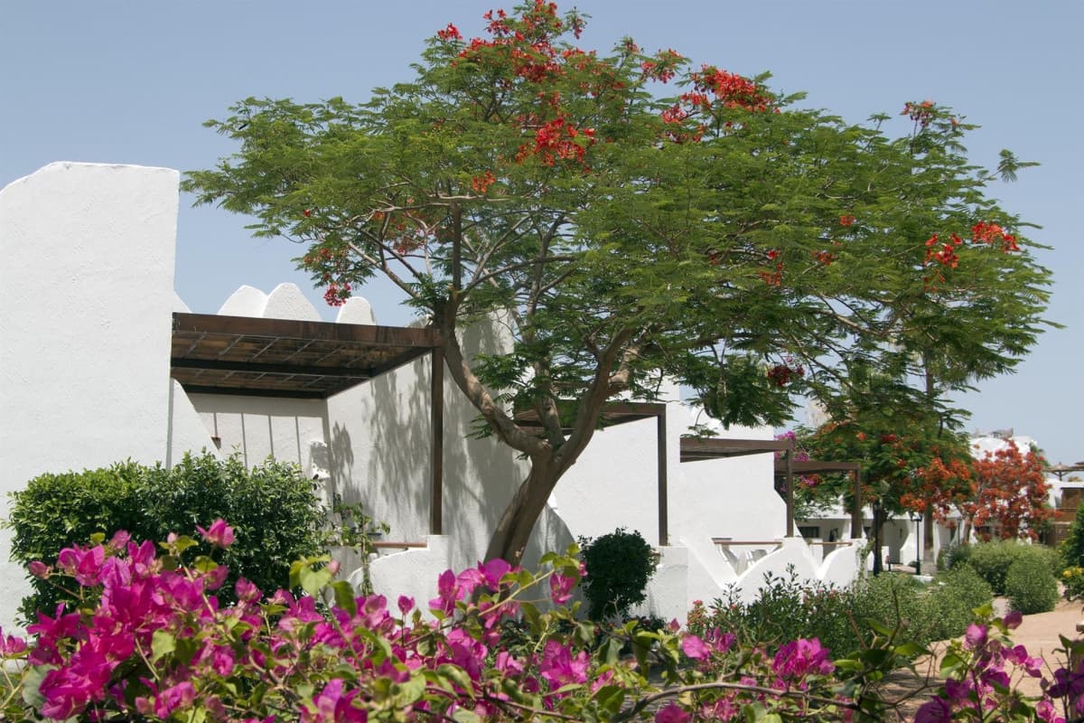 Swiss Inn Resort
