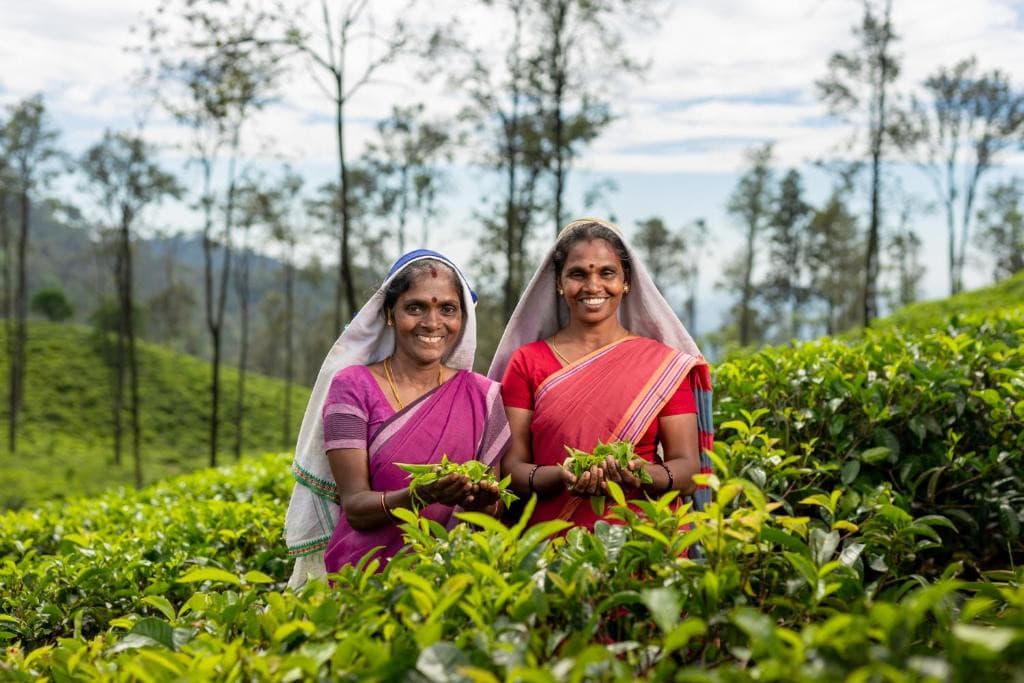 Newburgh Ella - The Tea Factory Resort