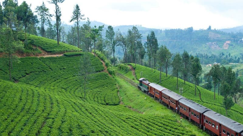 Ceylon Tea Trails