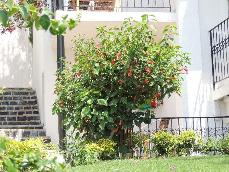 Rosso Verde Hotel