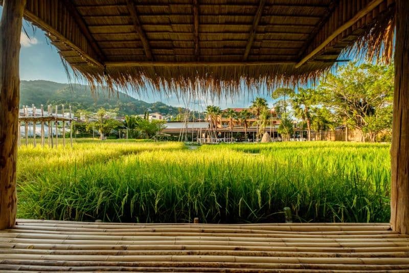 Naina Resort & Spa