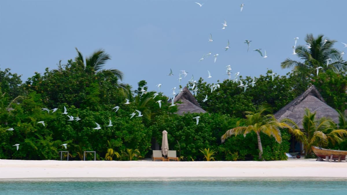 Drift Thelu Veliga Retreat