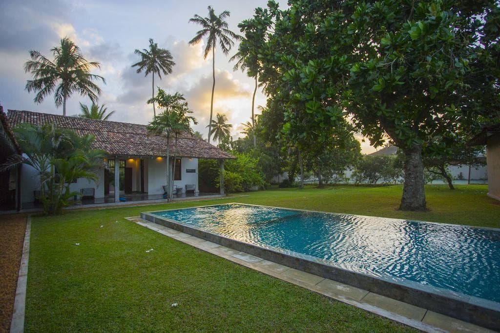 The Frangipani Tree